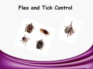 Flea and Tick Control