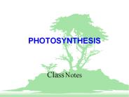PHOTOSYNTHESIS