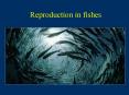 Reproduction in fishes PowerPoint PPT Presentation