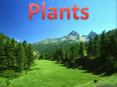 Plants PowerPoint PPT Presentation