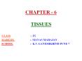 CHAPTER - 6 TISSUES PowerPoint PPT Presentation