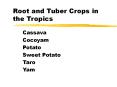 Root and Tuber Crops in the Tropics PowerPoint PPT Presentation