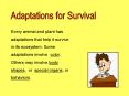 Adaptations for Survival PowerPoint PPT Presentation
