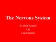 The Nervous System PowerPoint PPT Presentation