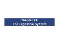 Chapter 24:  The Digestive System PowerPoint PPT Presentation