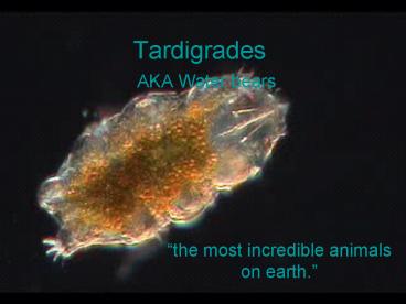 Tardigrades