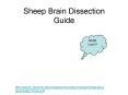 Sheep Brain Dissection Guide PowerPoint PPT Presentation
