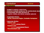 Cerebellum                External Configurations