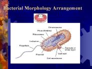 Bacterial Morphology Arrangement