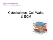 Cytoskeleton, Cell Walls,