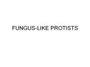 FUNGUS-LIKE PROTISTS