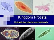 Kingdom Protista