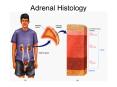 Adrenal Histology PowerPoint PPT Presentation