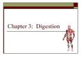 Chapter 3: Digestion PowerPoint PPT Presentation