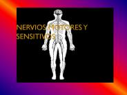 NERVIOS MOTORES Y SENSITIVOS