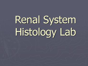 Renal System Histology Lab