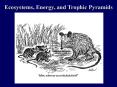 Ecosystems, Energy, and Trophic Pyramids PowerPoint PPT Presentation