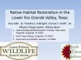 Native Habitat Restoration in the Lower Rio Grande Valley, Texas Tony Falk1, Dr. Timothy E. Fulbright1, Forrest S. Smith2, Dr. Alfonso Ortega-Santos1, PowerPoint PPT Presentation