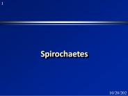 Spirochaetes