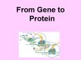 From Gene to Protein PowerPoint PPT Presentation