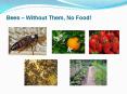Bees  PowerPoint PPT Presentation