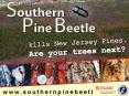 www.southernpinebeetle.nj.gov PowerPoint PPT Presentation