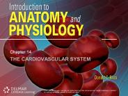 The Cardiovascular System