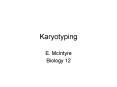 Karyotyping PowerPoint PPT Presentation