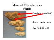 Mammal Characteristics Skull
