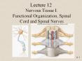 Nervous Tissue I: Functional Organization, Spinal Cord and Spinal Nerves PowerPoint PPT Presentation