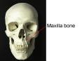 Maxilla bone PowerPoint PPT Presentation