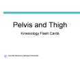 Pelvis and Thigh PowerPoint PPT Presentation