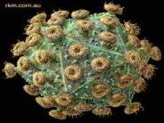 CITRA USADHA INDONESIA