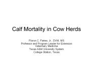 Calf Mortality in Cow Herds