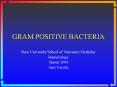 GRAM POSITIVE BACTERIA PowerPoint PPT Presentation