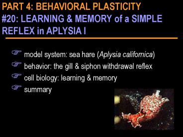 PART 4: BEHAVIORAL PLASTICITY