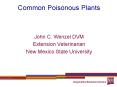 Common Poisonous Plants PowerPoint PPT Presentation