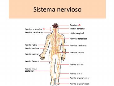 Sistema nervioso