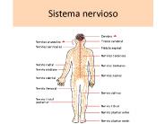 Sistema nervioso