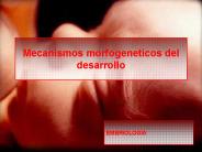 Mecanismos morfogeneticos del desarrollo