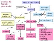 derivati dei foglietti germinativi