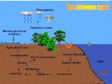 The nitrogen cycle