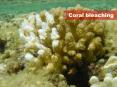 Coral bleaching PowerPoint PPT Presentation