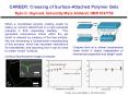 CAREER: Creasing of Surface-Attached Polymer Gels Ryan C. Hayward, University Mass Amherst, DMR 0747756 PowerPoint PPT Presentation