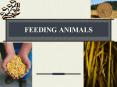 FEEDING ANIMALS PowerPoint PPT Presentation