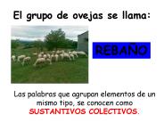 El grupo de ovejas se llama: