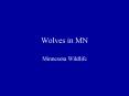 Wolves in MN PowerPoint PPT Presentation