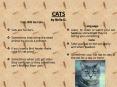CATS by Bella D. PowerPoint PPT Presentation