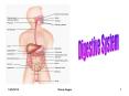 Digestive System PowerPoint PPT Presentation