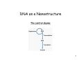 DNA as a Nanostructure PowerPoint PPT Presentation